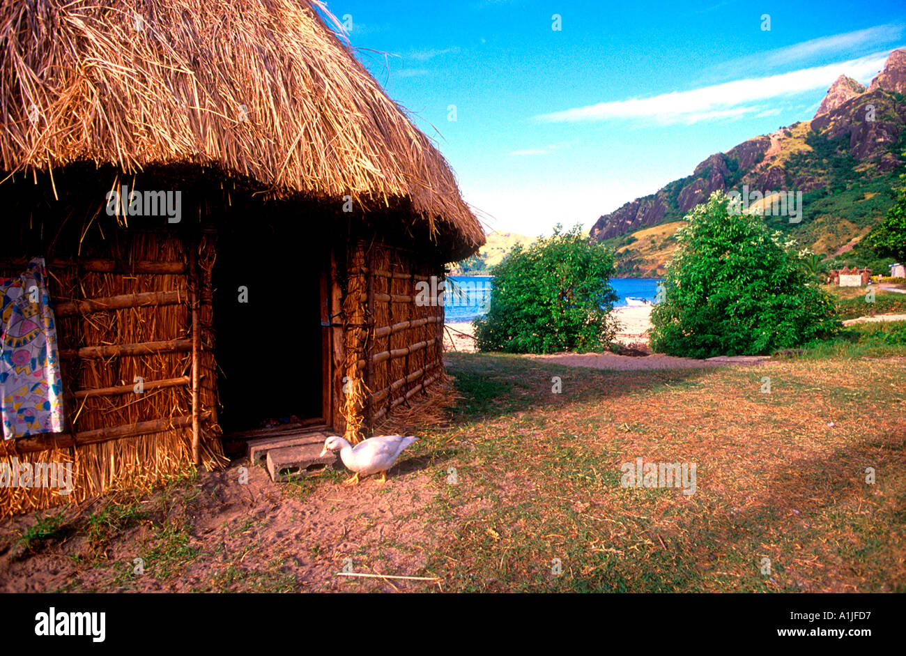 Traditional thatched hut bure, with white duck, Fiji Stock Photo