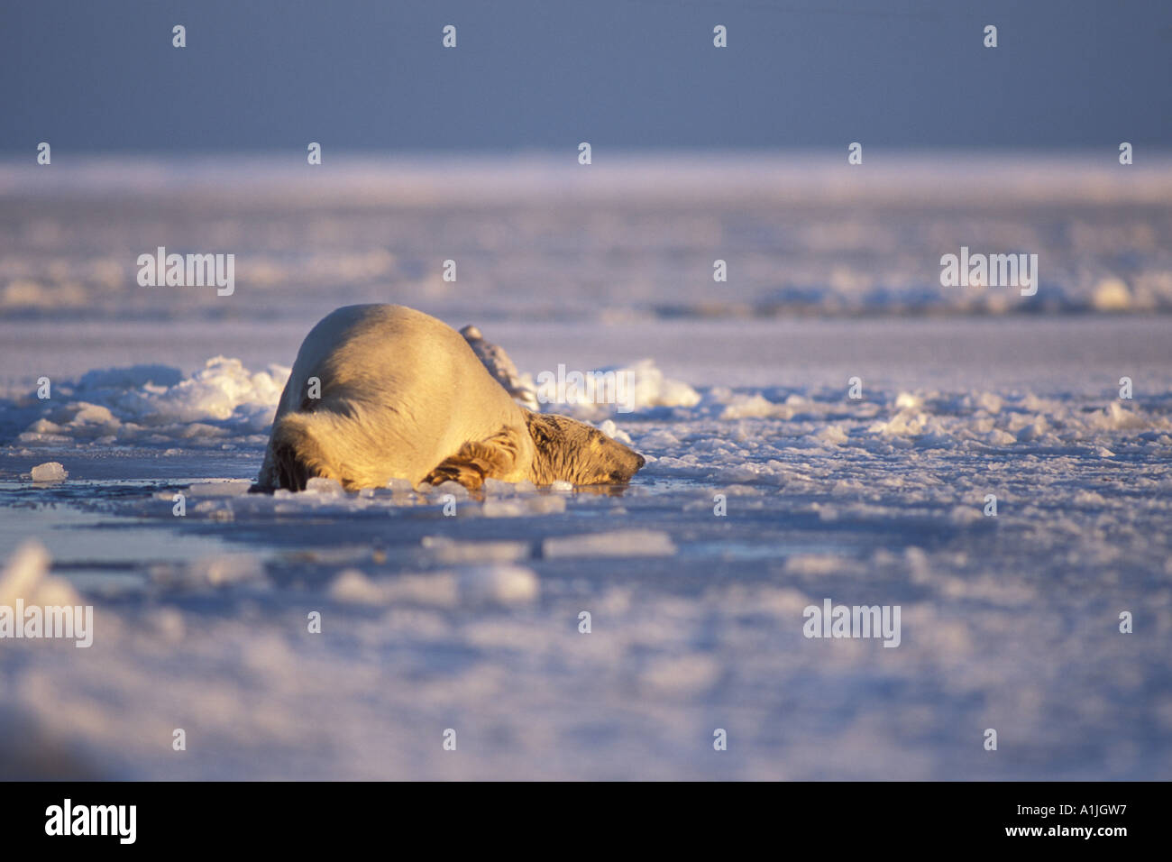 polar bear Ursus maritimus cooling off on the pack ice of the frozen