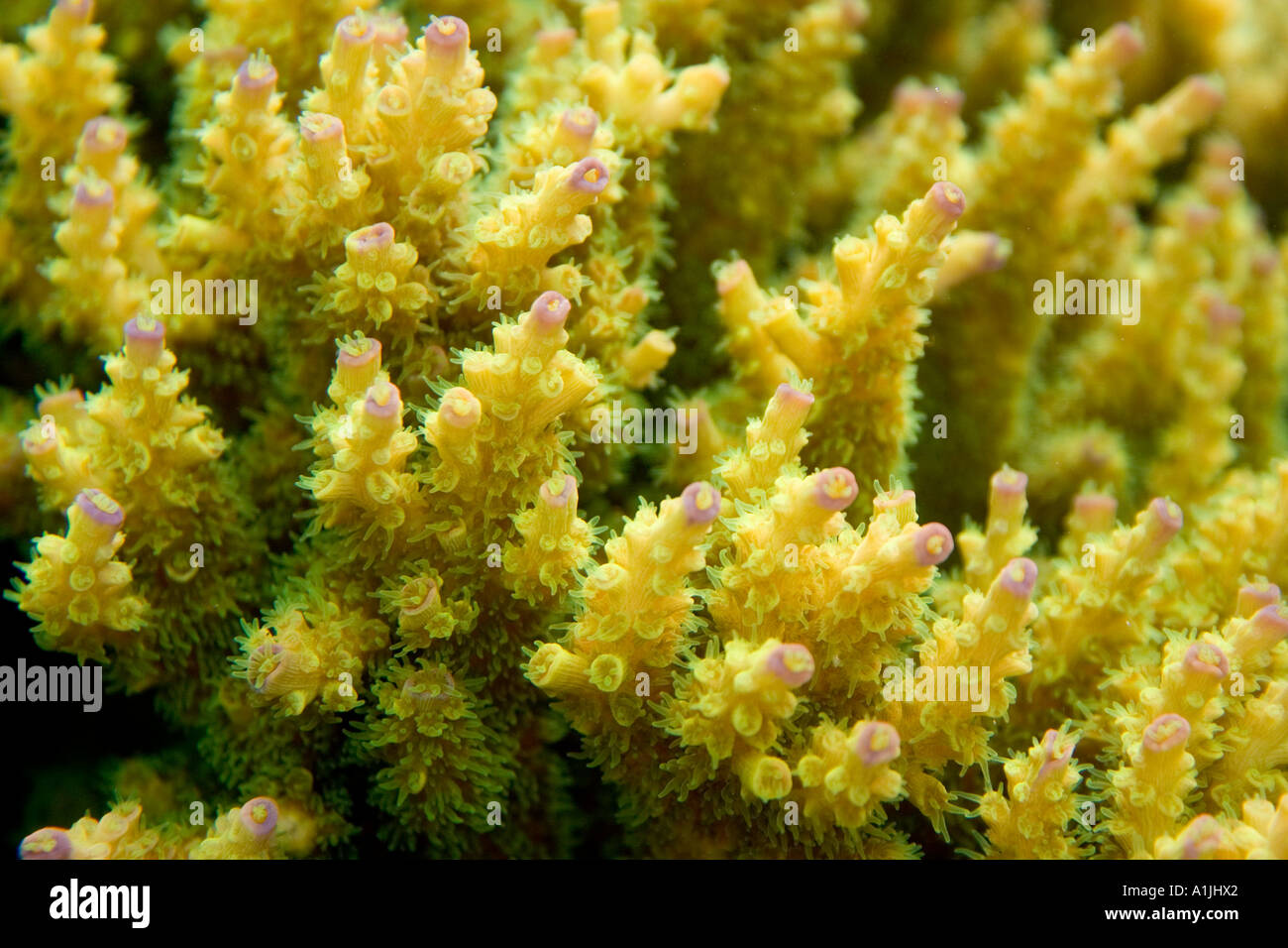 Closeup underwater view of Acropora coral Stock Photo