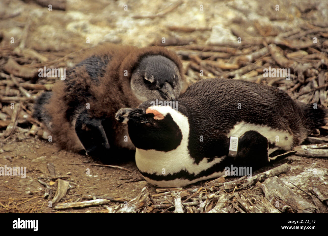 BOULDERS SOUTH AFRICA October Mother and baby African Penguin Speniscus