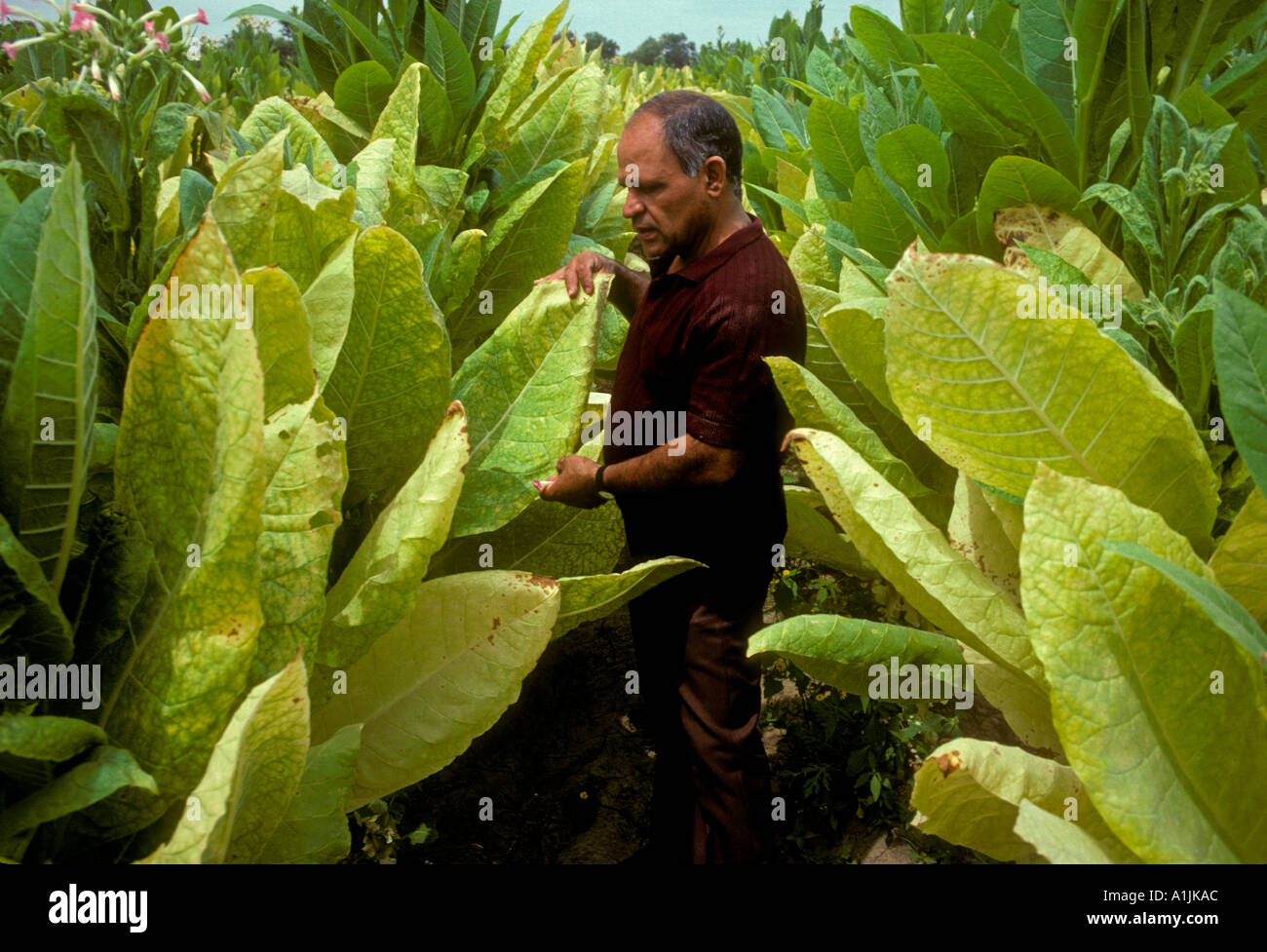 eating tobacco leaves Chewing tobacco leaves hi-res stock photography and images