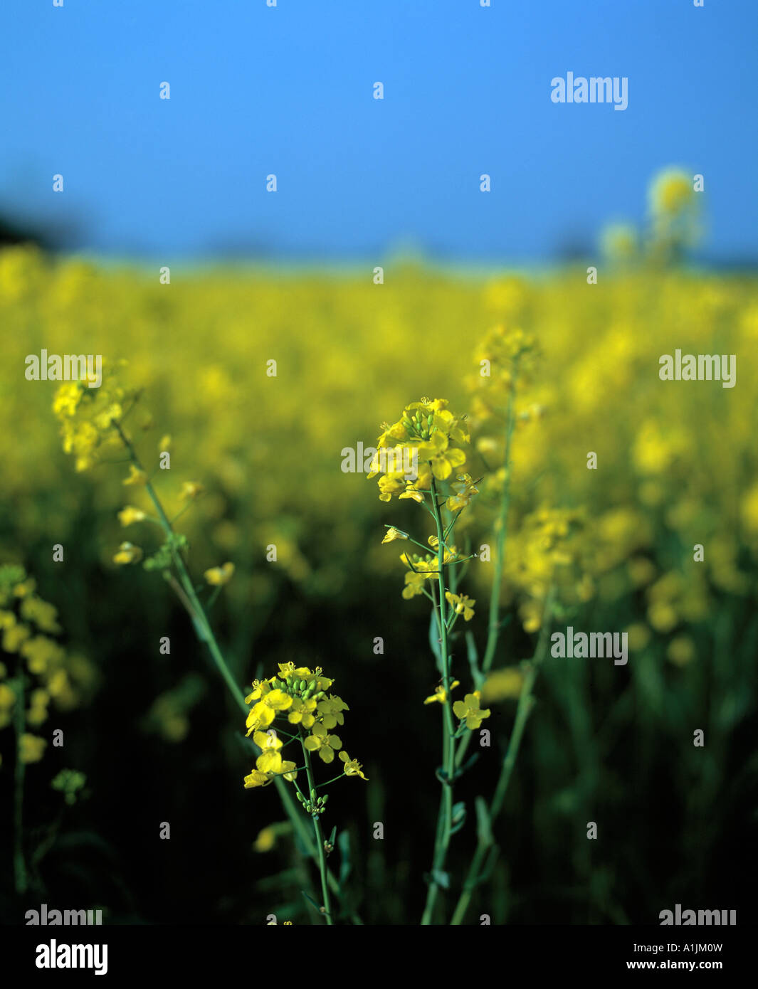banteer village, county cork ireland, colorful field of ripe rape seed