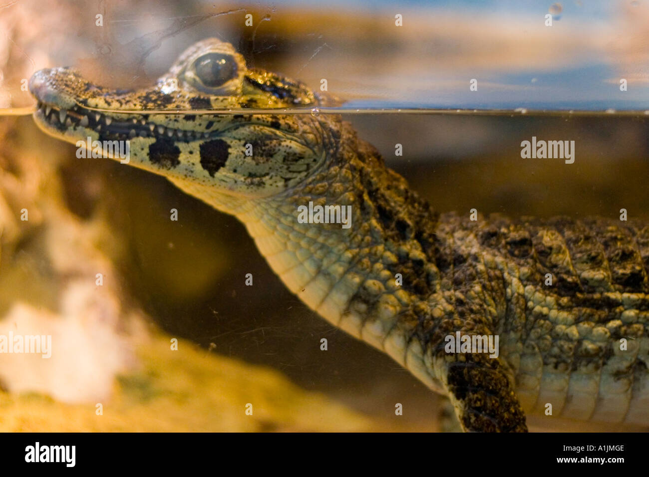 Baby crocodile profile Stock Photo