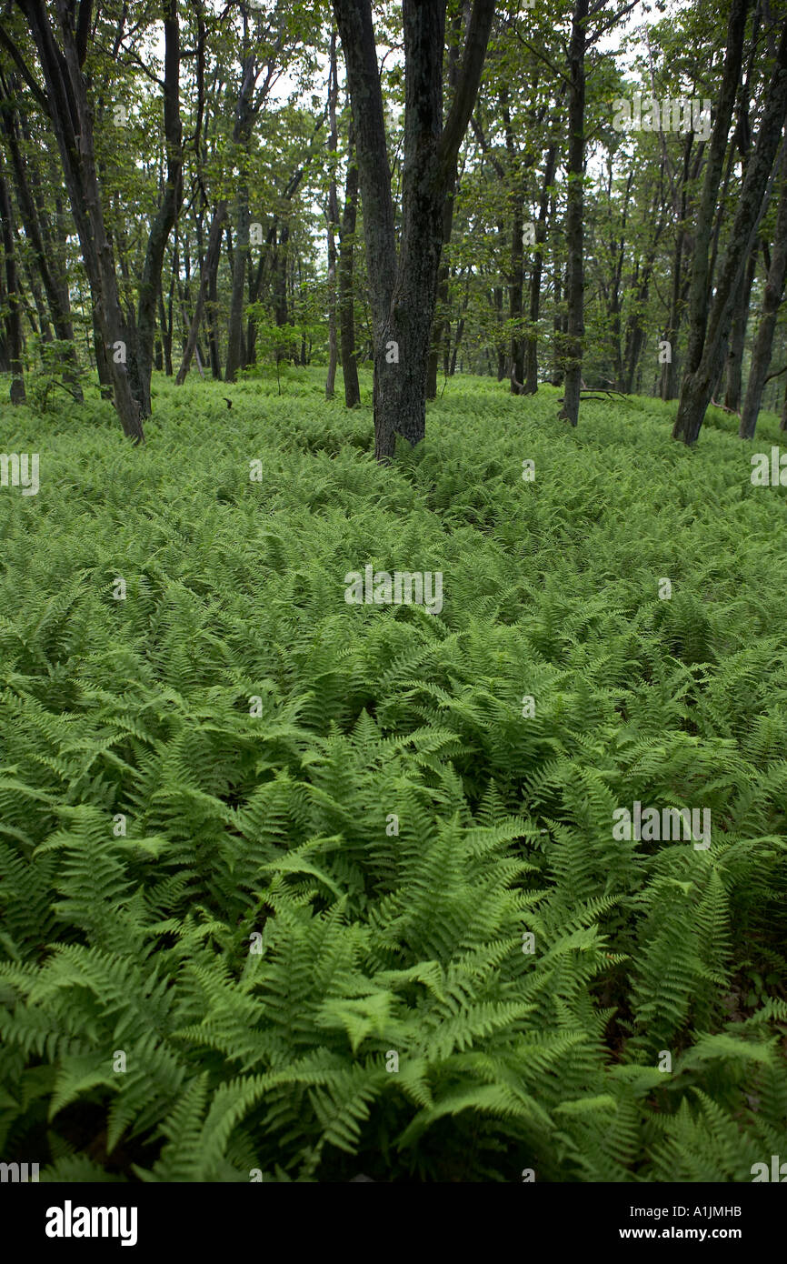 Ferns dominate the understorey in Shenandoah National Park Virginia USA Stock Photo