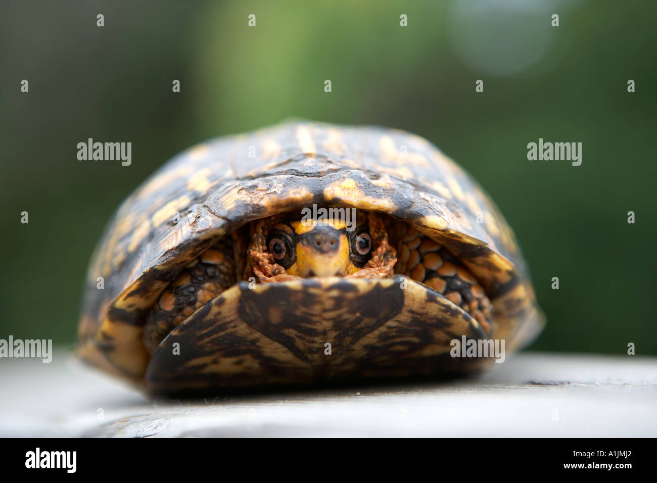 Tortoise hiding in shell Charlottesville Virginia USA Stock Photo Alamy