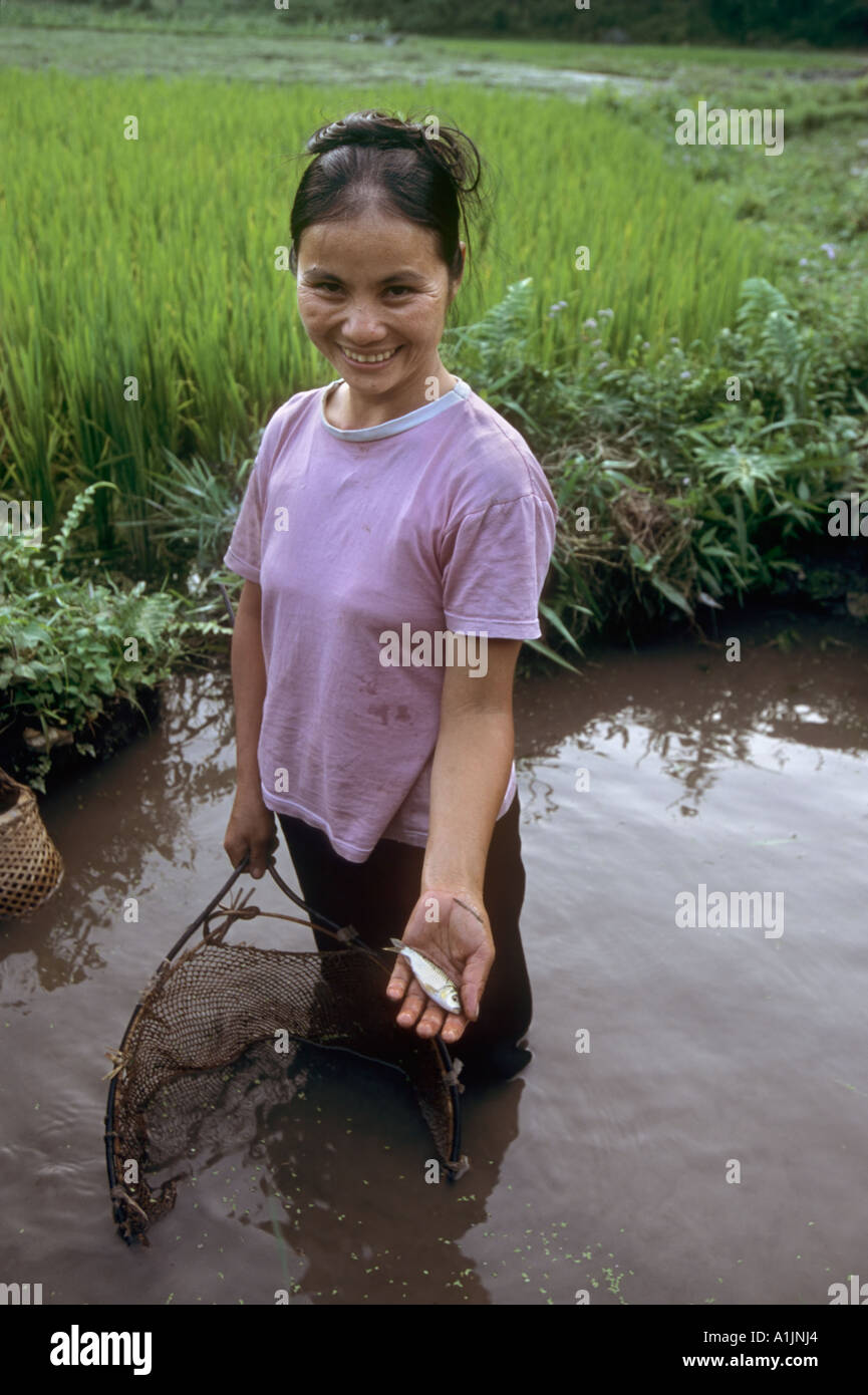 Fish rice paddy hi-res stock photography and images - Alamy
