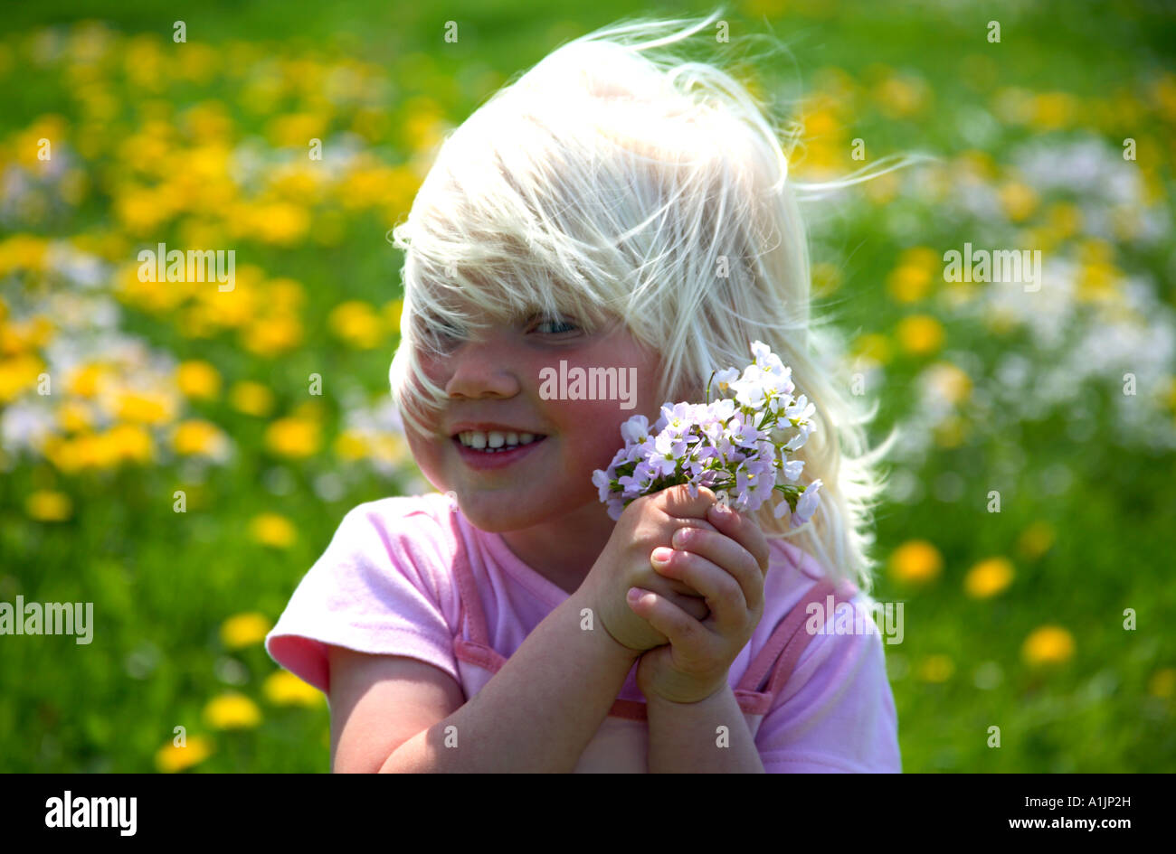flowers for you Stock Photo Alamy