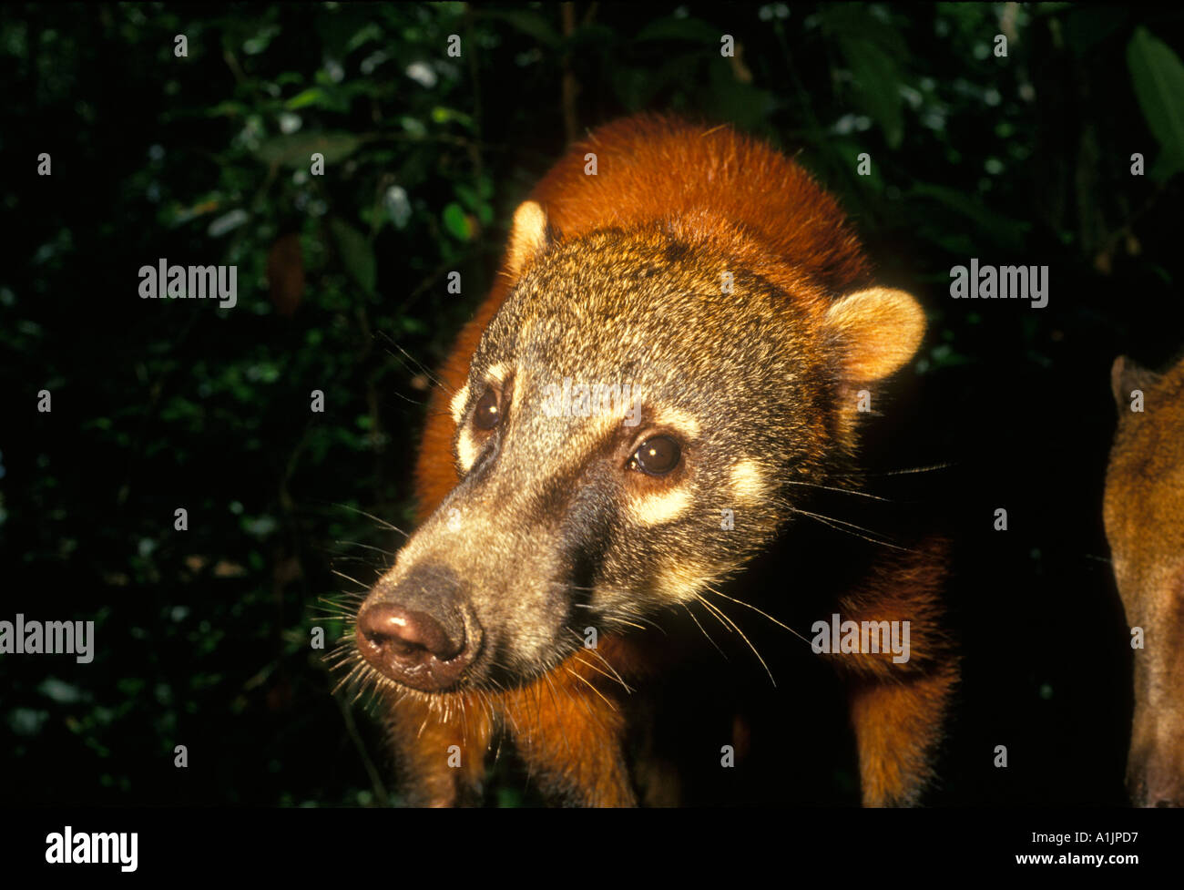 1, one, ringed-tailed coati, coati, coatis, Nasua nasua, Rio Ariau, Ariau River, northwest of Manaus, Amazonas State, Brazil, South America Stock Photo