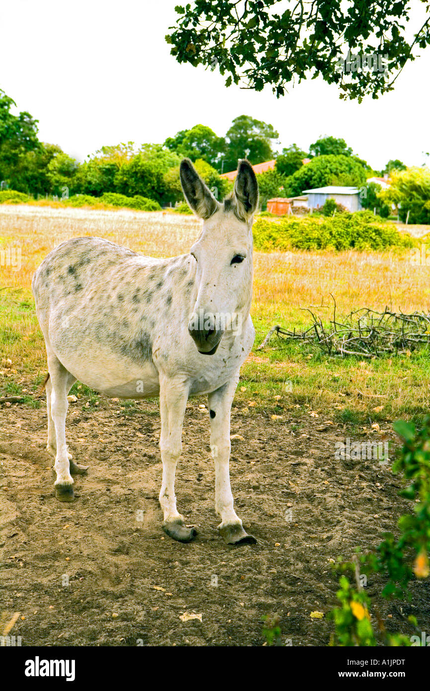 Pitifull donkey with hoof problems in Médoc, France Stock Photo Alamy