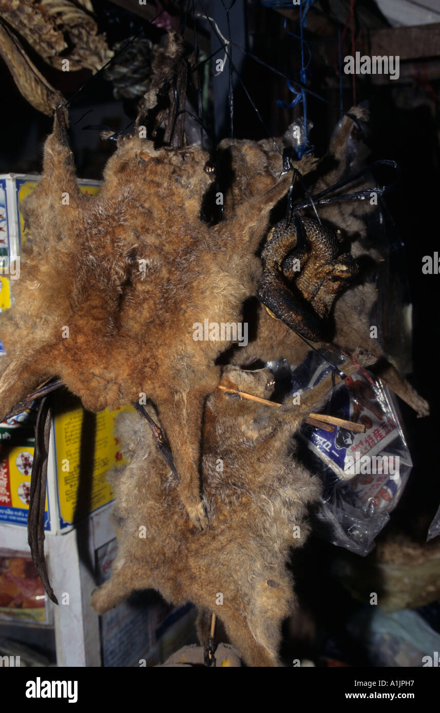 Slow loris skins for sale. O Russei market, Phnom Penh. Wildlife trade Cambodia Stock Photo