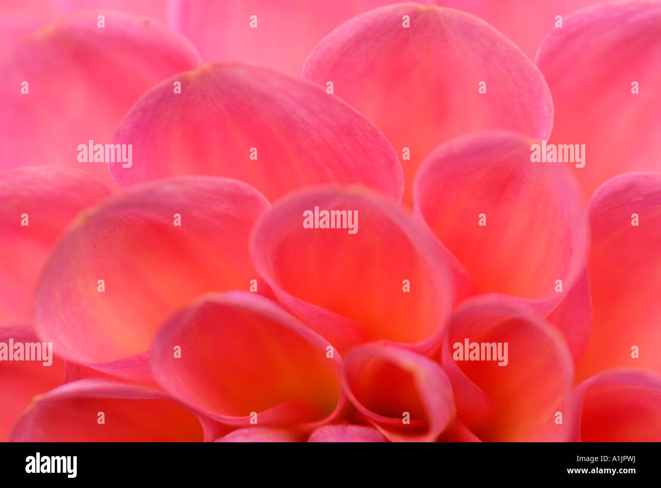 Close up of pink dahlia Stock Photo - Alamy