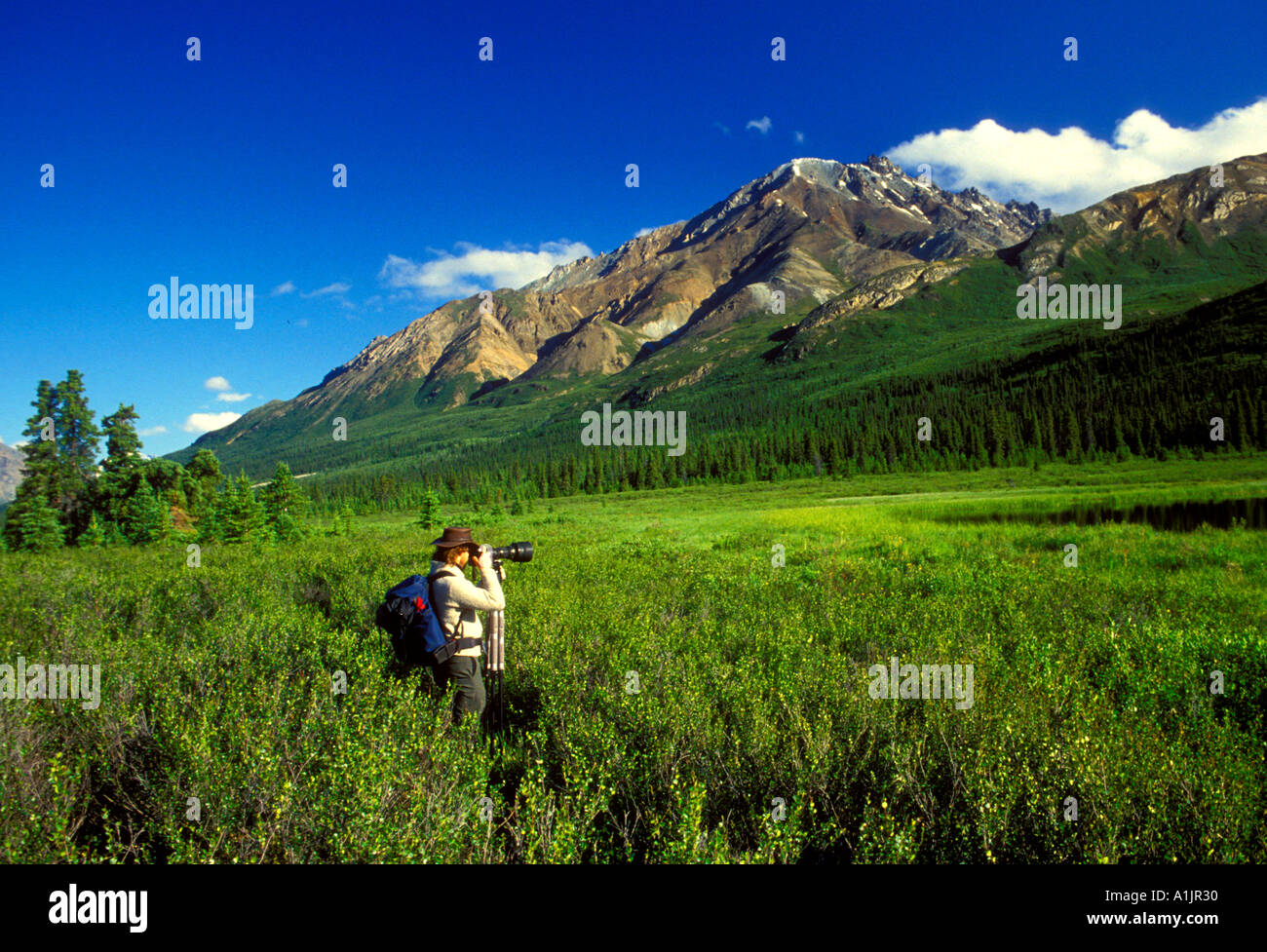 1, one, adult man, landscape photographer, nature photographer, photographer, Wood River Valley, Alaska Range, east of Denali National Park, Alaska Stock Photo