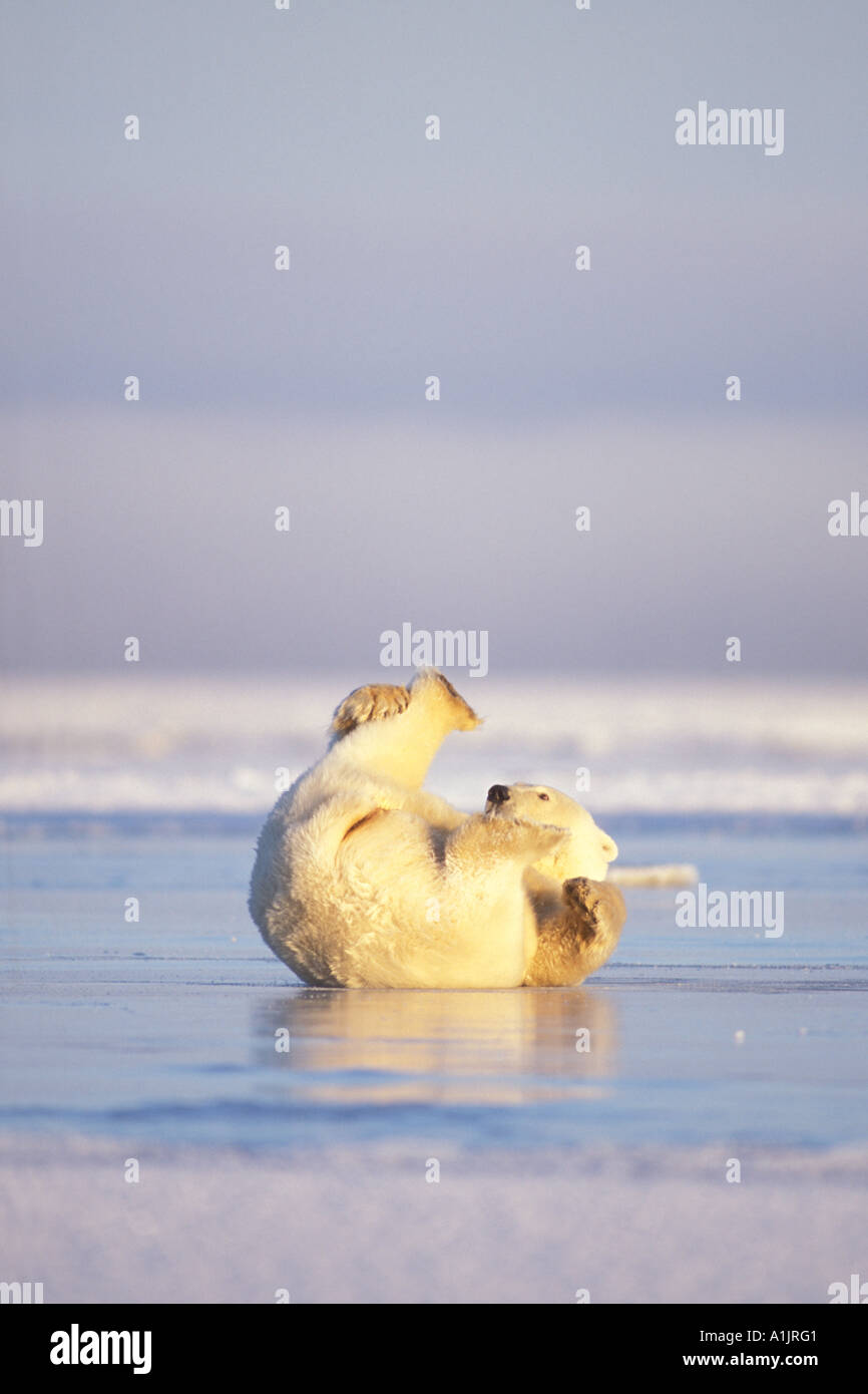 polar bear Ursus maritimus cub sliding on its back over pack ice 1002 ...