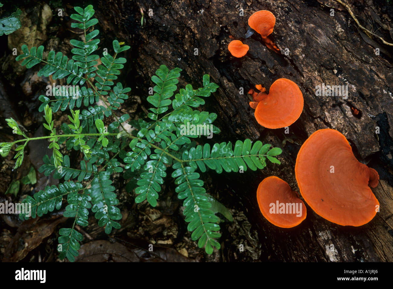 Forest plant and fungi, Mbaracayu Forest reserve, Eastern Paraguay Stock Photo