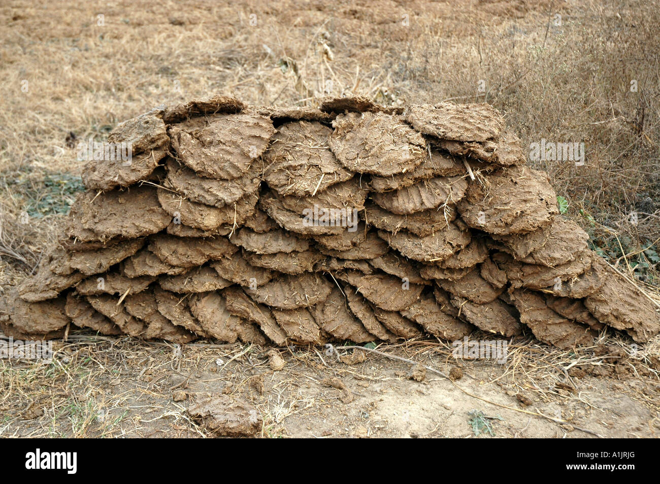 Dung Stock Photo