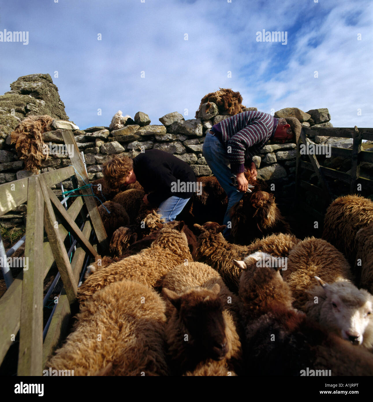 Foula Shetlands Scotland Shearing Sheep By Hand Ken & Barbara Gear Stock Photo