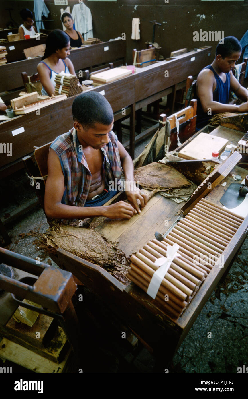 Havana Cuba Handrolling cigars at the Real Fabrica de Tabacos Partagas Partagas cigar factory Stock Photo