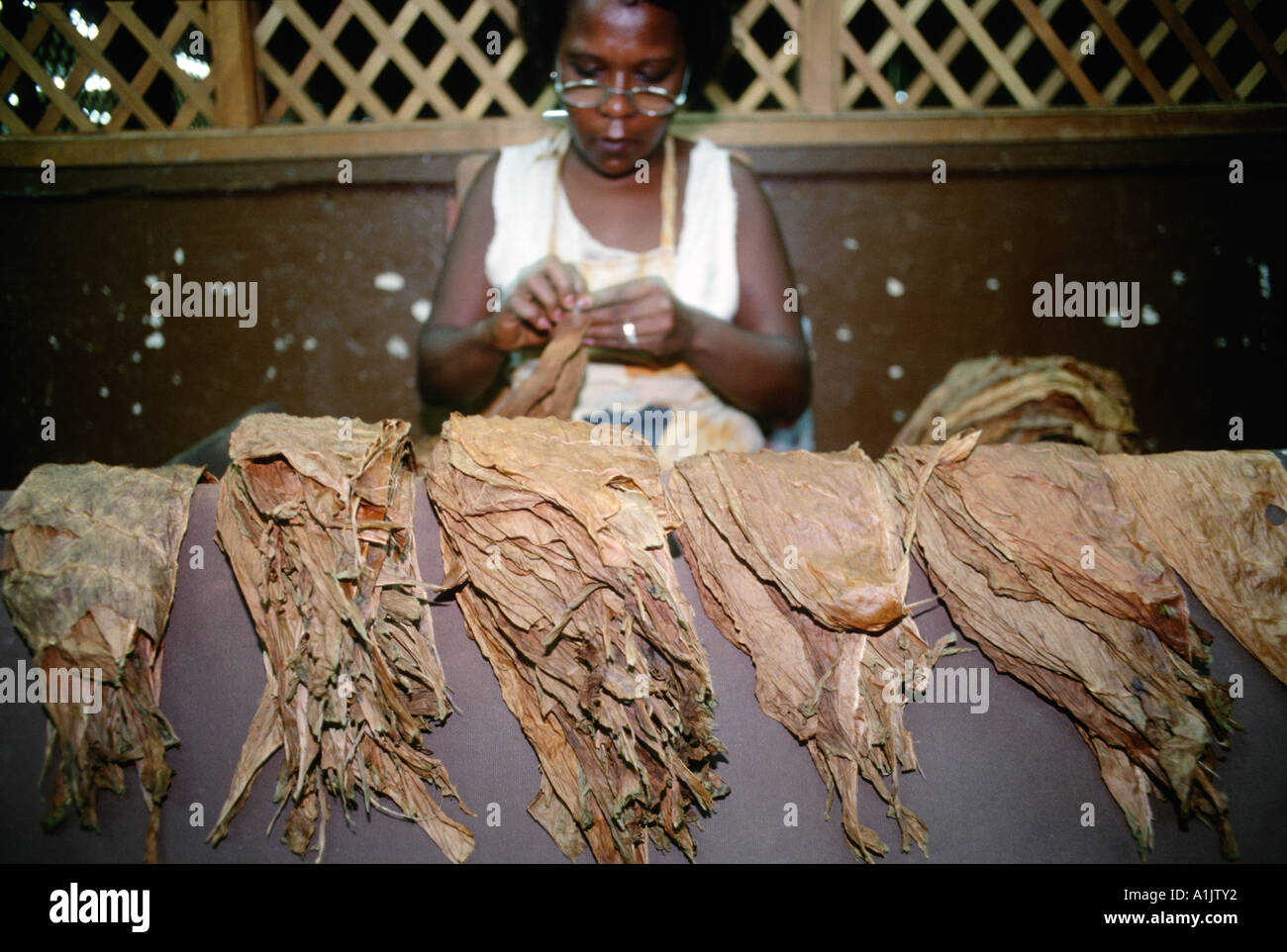 grading tobacco Havana Cuba Woman sorting and grading tobacco leaves at the Real Fabrica de  Tabacos Partagas Partagas cigar factory Stock Photo