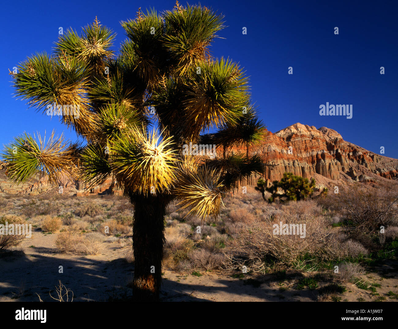 Red Rock Canyon State Park Ridgecrest Mojave and joshua trees California USA Stock Photo Alamy