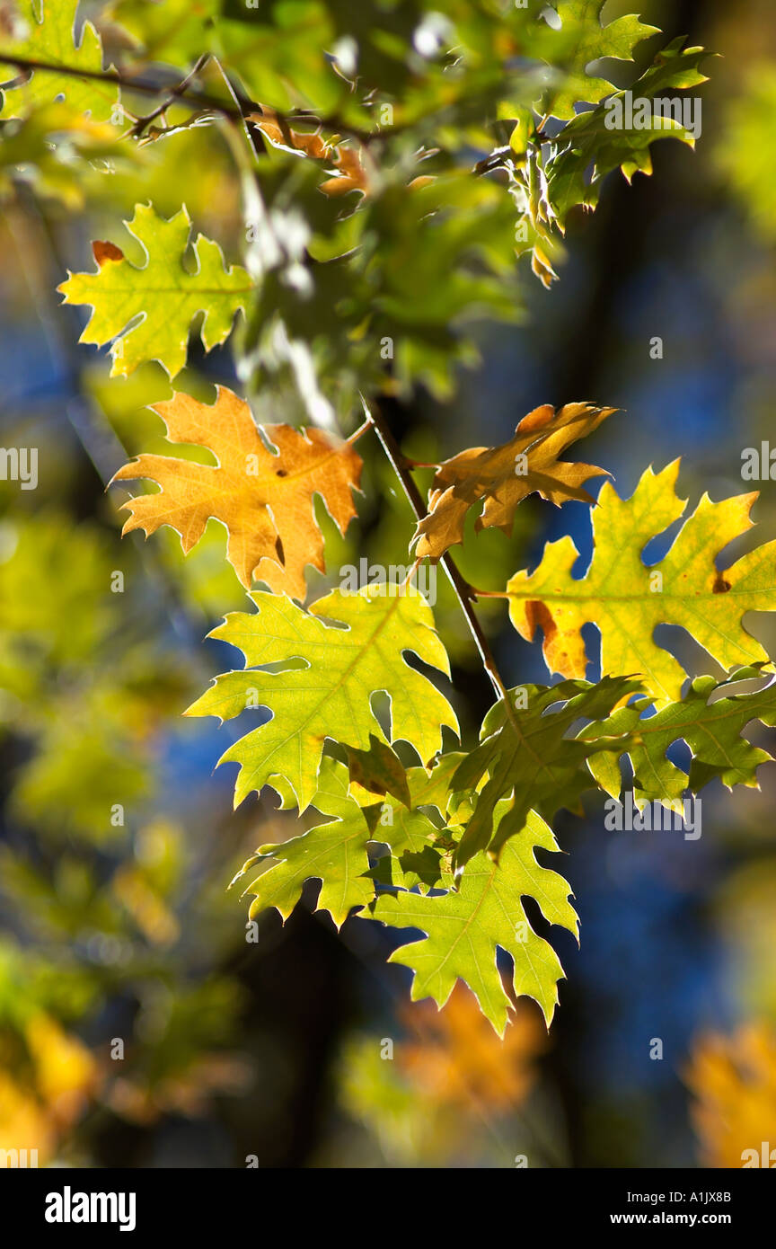 Plants with different coloured leaves hi-res stock photography and ...