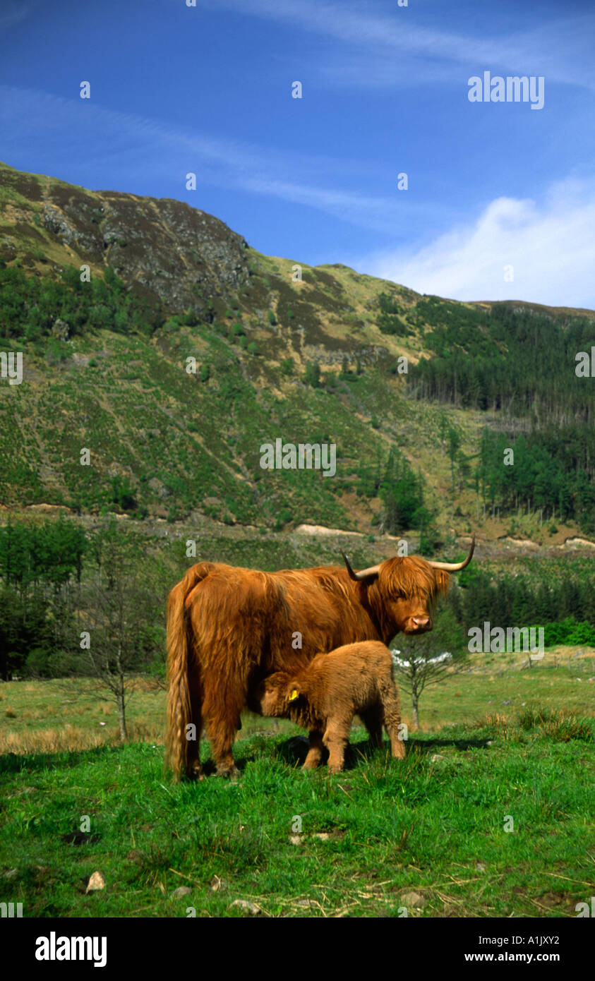 Highland cow feeding its young in Glen Nevis, Highlands, Scotland Stock ...