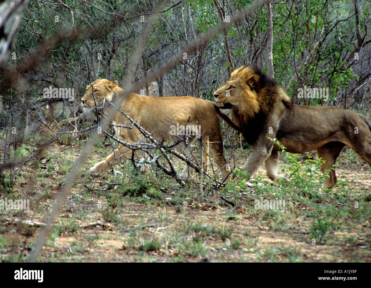 KRUGER NATIONAL PARK SOUTH AFRICA October Male and female lion Panthera Leo the male is following the female for mating Stock Photo