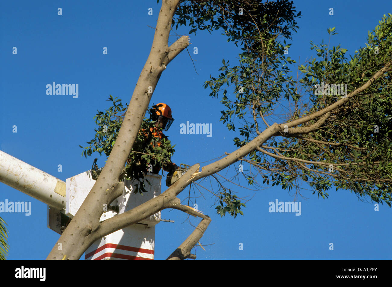 Trimming tree lift arm hires stock photography and images Alamy
