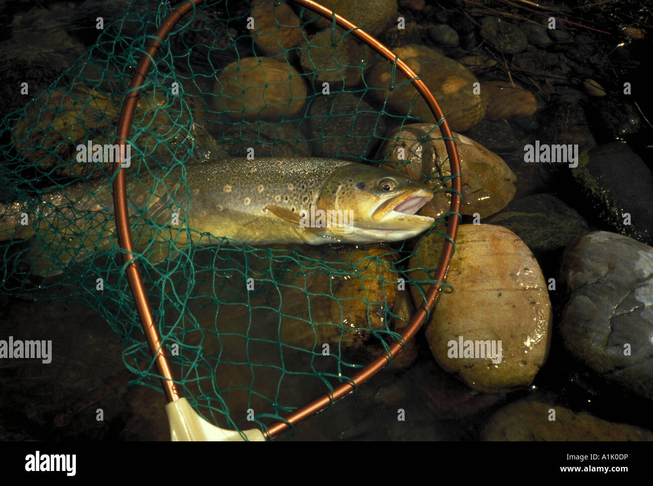 German Brown trout in net, about to be released Stock Photo Alamy