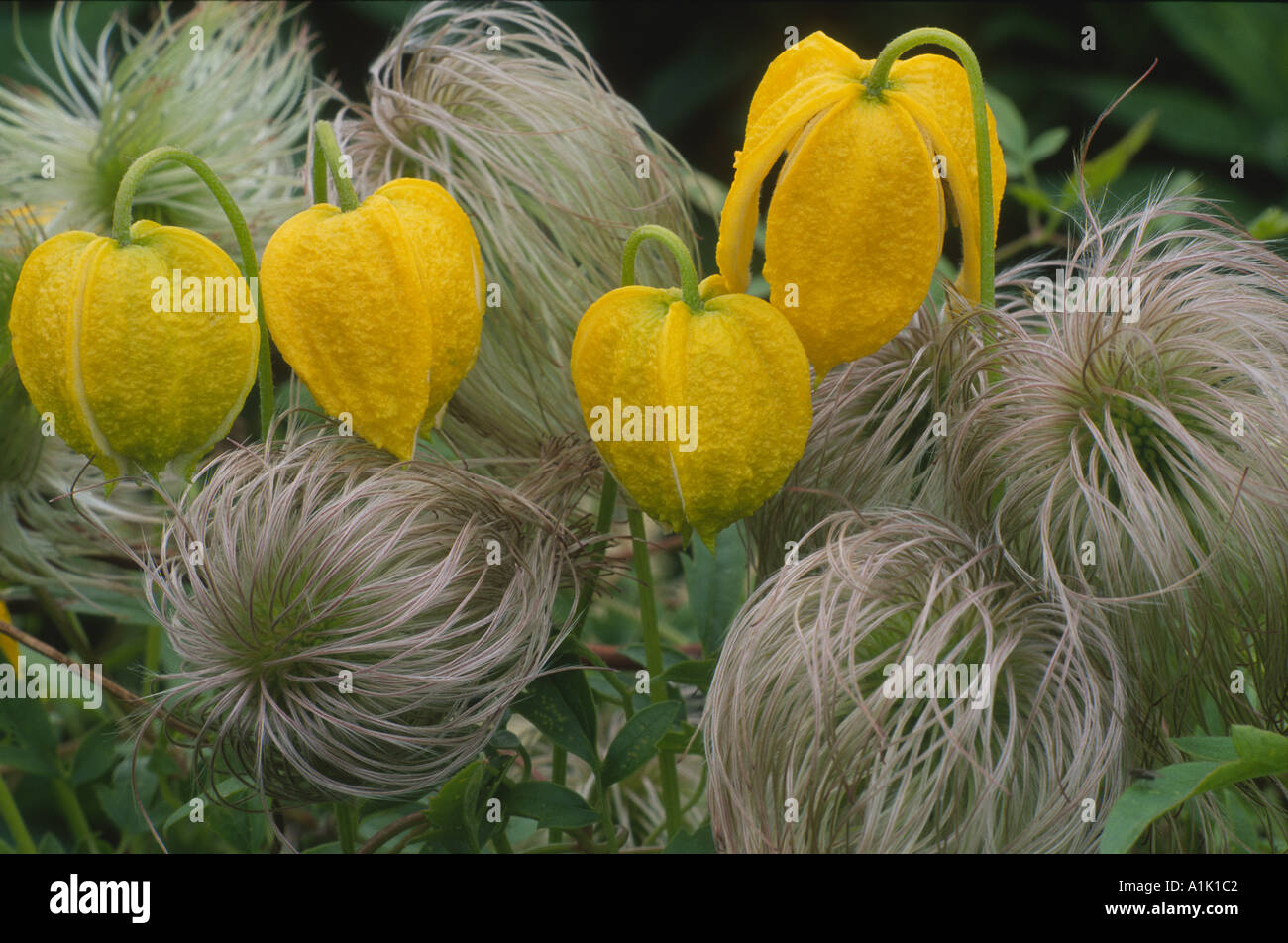 CLEMATIS Bill MacKenzie Stock Photo