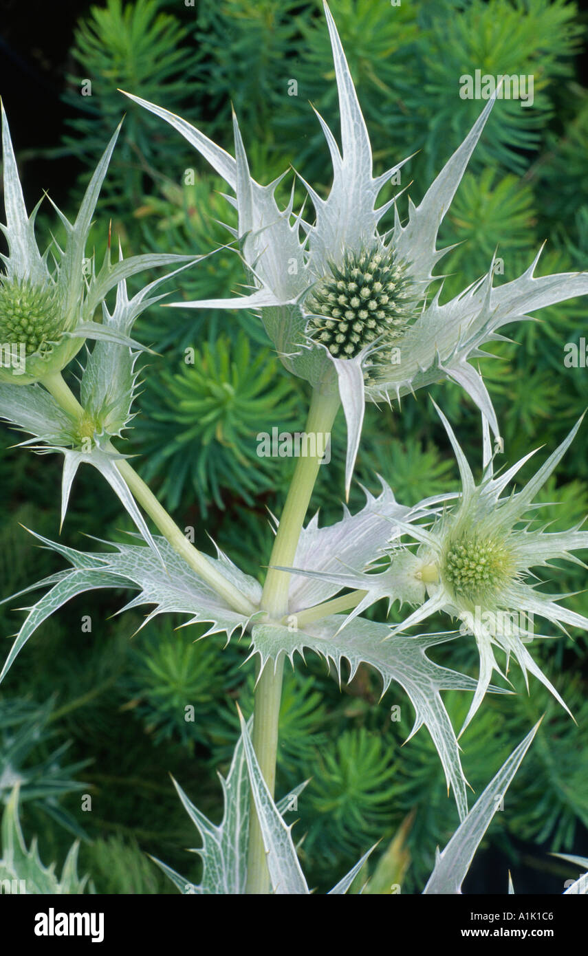 Eryngium giganteum Silver Ghost Stock Photo Alamy