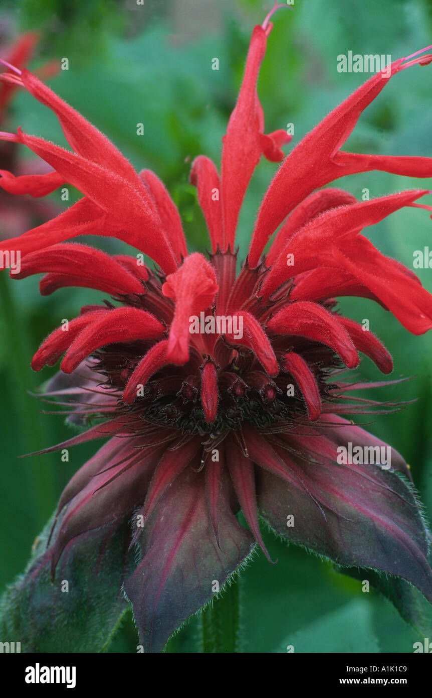 Monarda 'Squaw' Bergamot aromatic plant red flower garden red monardas Stock Photo