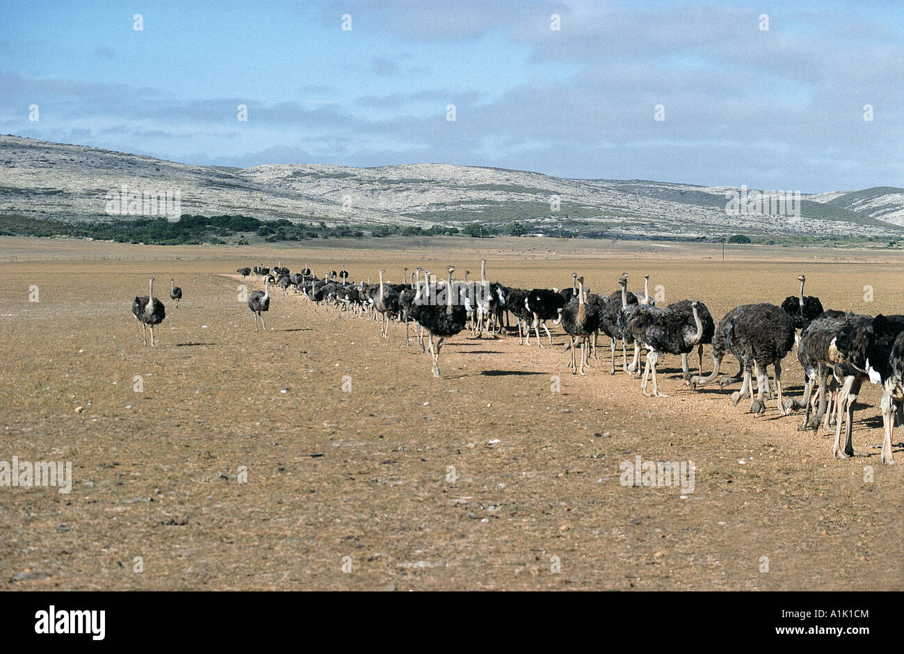 Ostrich queueing at water trough on farm in De Hoop National Reserve Cape Overberg South Africa Stock Photo