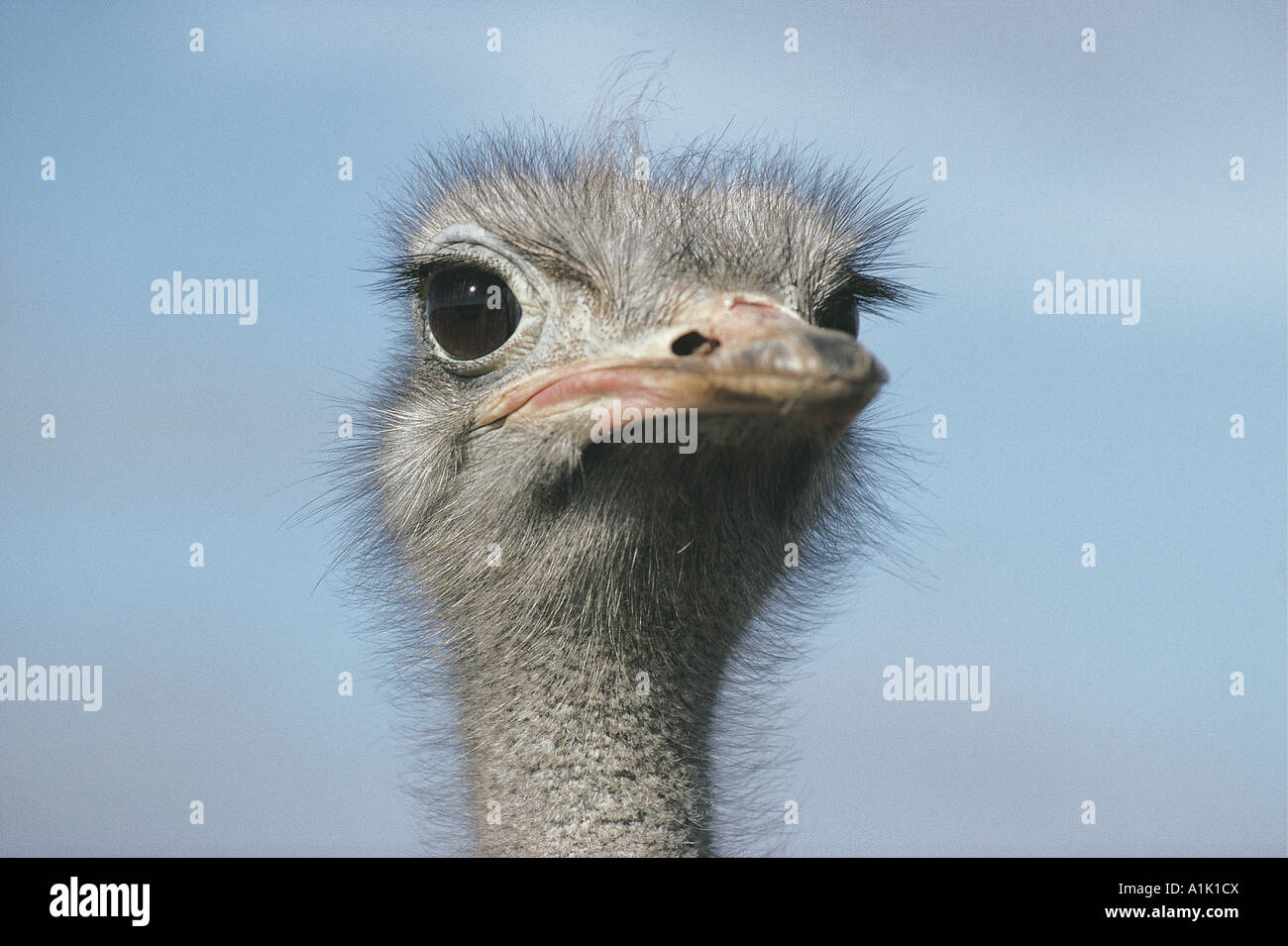 Close up portrait of Ostrich De Hoop National Reserve Cape Overberg South Africa Stock Photo