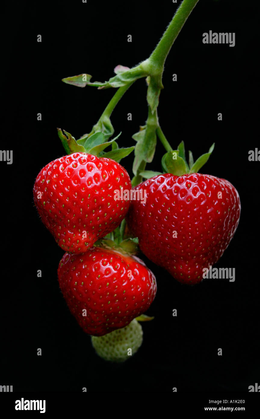 Strawberries ripe and unripe growing on a stem with dark background Stock Photo