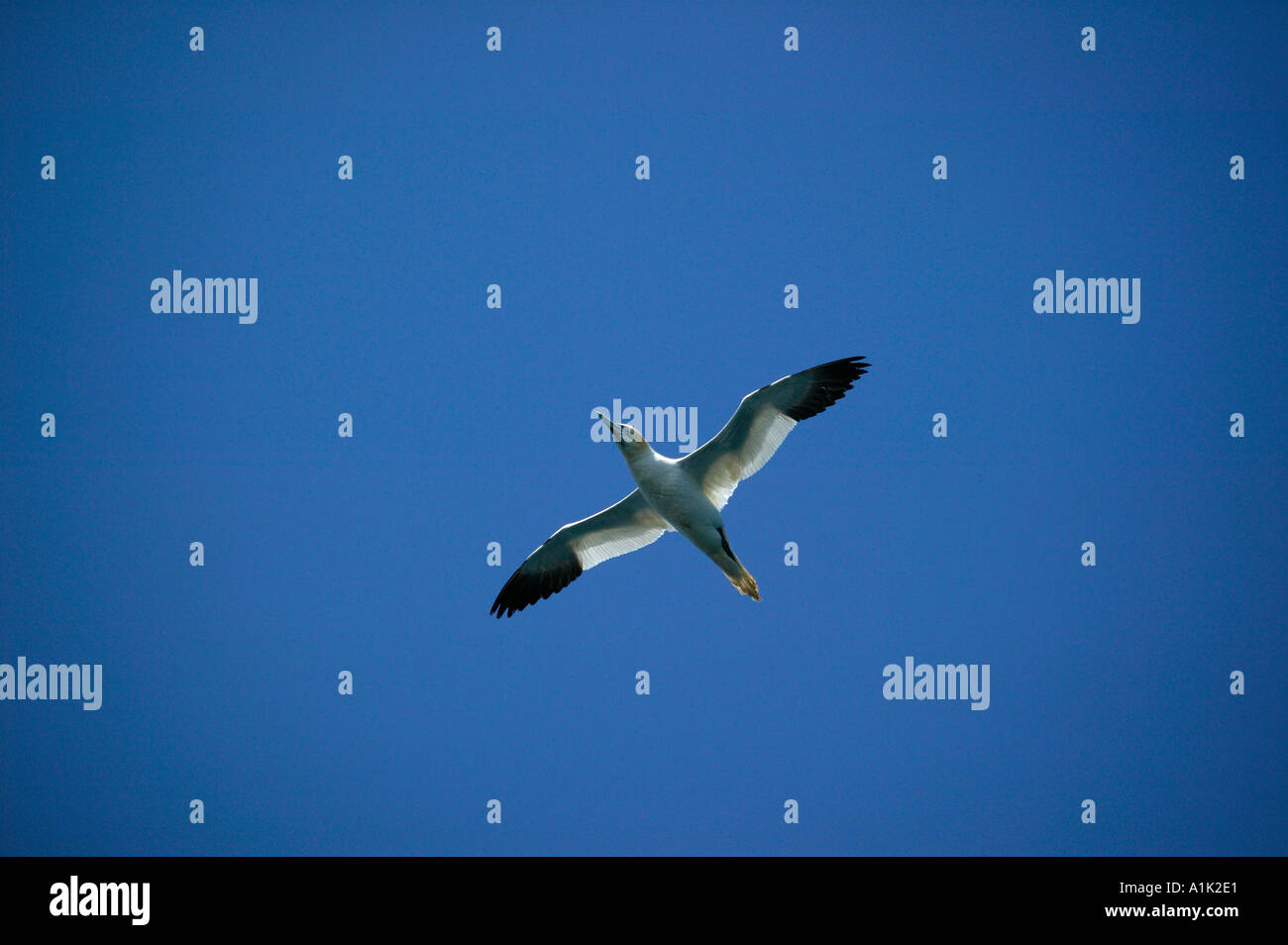 Single Gannet in flight against blue sky Stock Photo