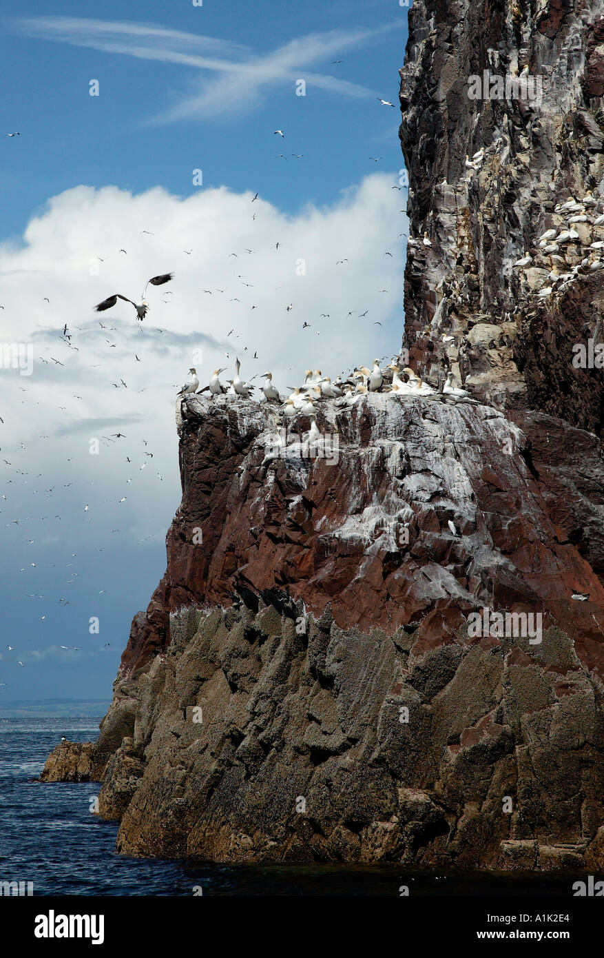 Gannets in flight and sitting on nests on Bass Rock North Sea North Berwick East Lothian Scotland Stock Photo