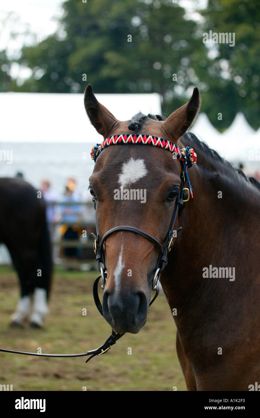 Horse portrait at an equestrian event Royal Highland Show Edinburgh Scotland 2004 Stock Photo