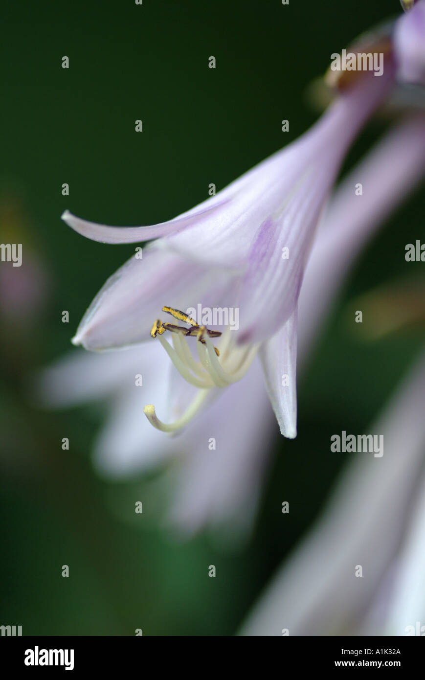 Closeup of Hosta Flower Sieboldiana in Bloom in a Scottish Garden Helensburgh Dumbartonshire Scotland United Kngdom UK Stock Photo