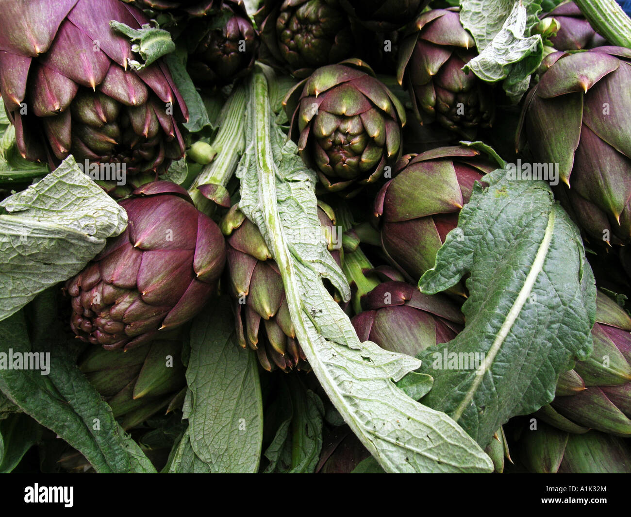 artichokes Stock Photo