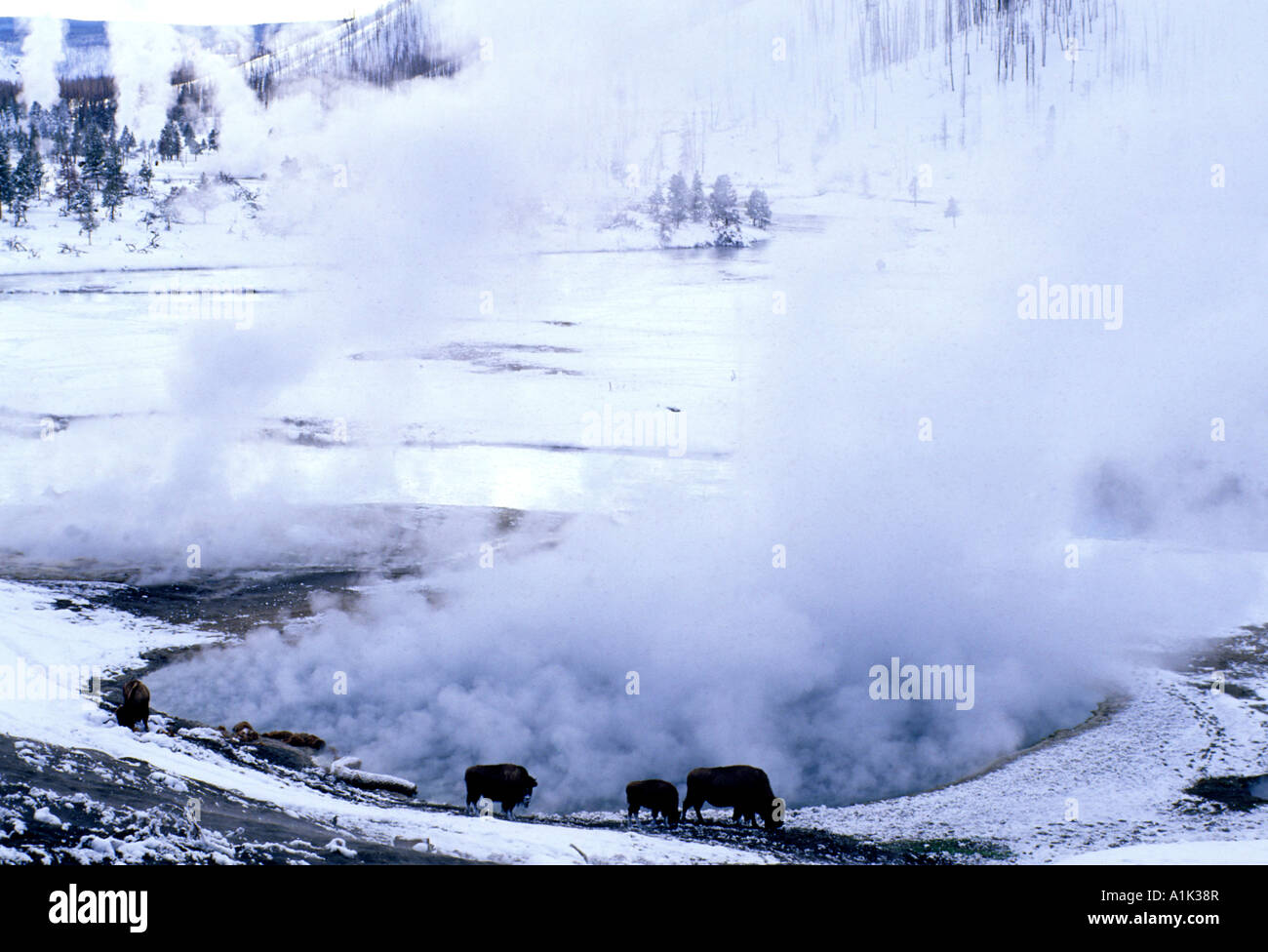 Bison find food and warmth near thermal pools in winter at Yellowstone National Park Wyoming USA Stock Photo