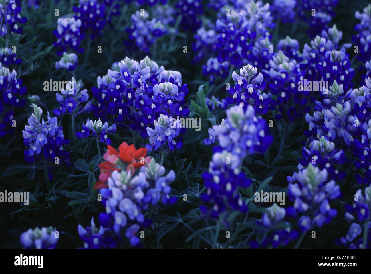 Wildflowers individual hi-res stock photography and images - Alamy
