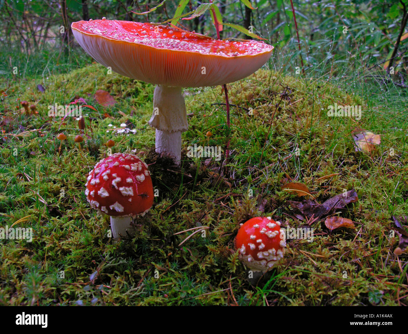 fly agarics / Amanita muscaria Stock Photo