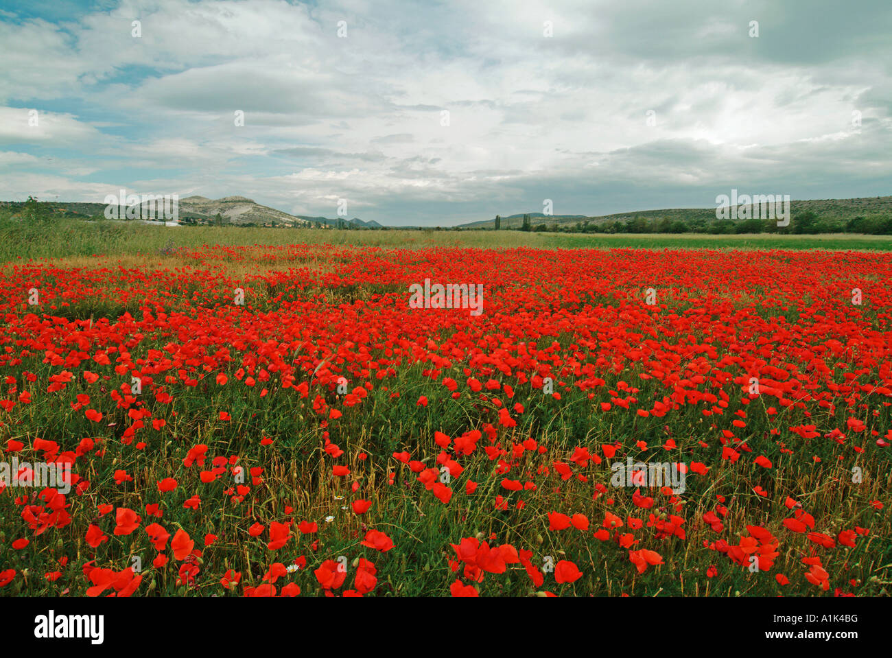 Poppies in summer meadow hi-res stock photography and images - Alamy