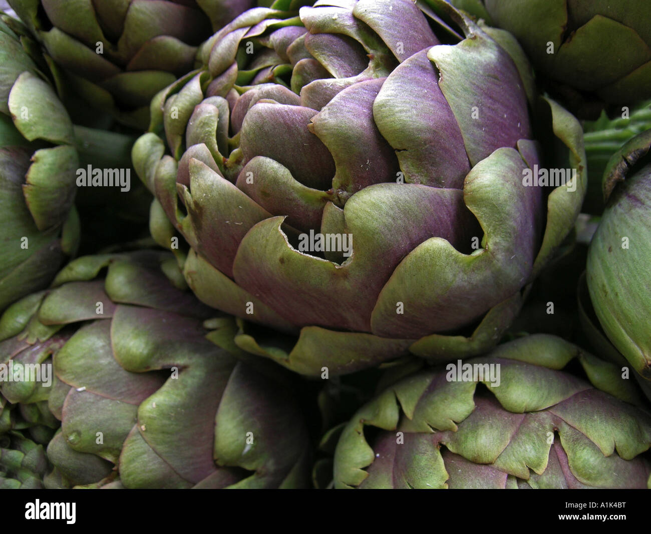 Globe Artichoke / Cynara scolymus Stock Photo