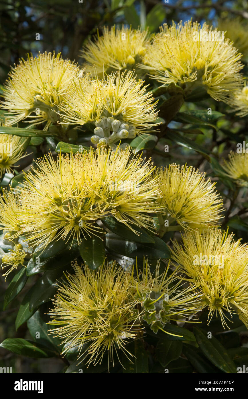 Yellow Pohutukawa Flowers Metrosideros excelsa Aurea Cornwall Park Auckland North Island New Zealand Stock Photo