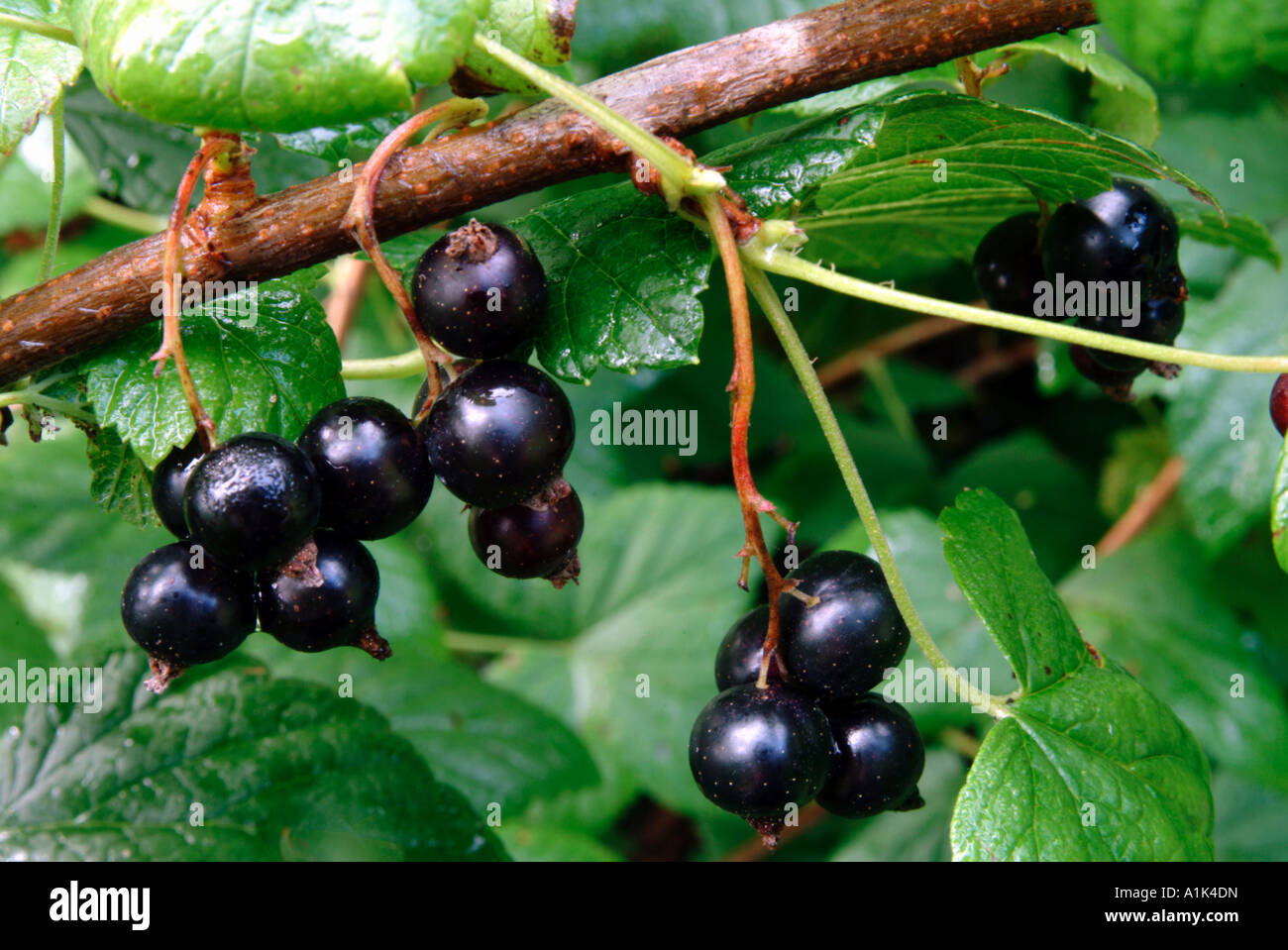 Blackcurrants / Ribes nigrum Stock Photo