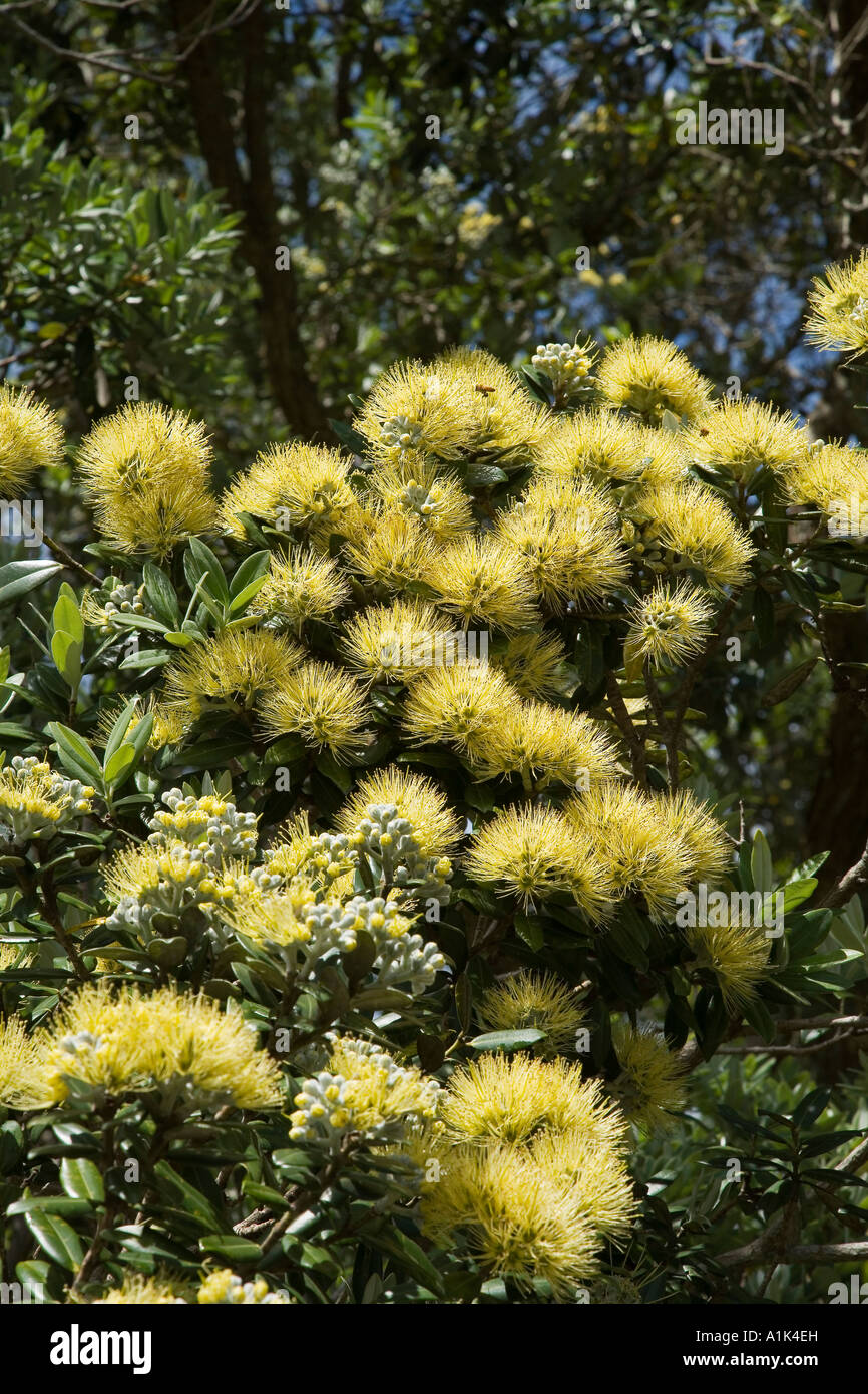Yellow Pohutukawa Flowers Metrosideros excelsa Aurea Cornwall Park Auckland North Island New Zealand Stock Photo
