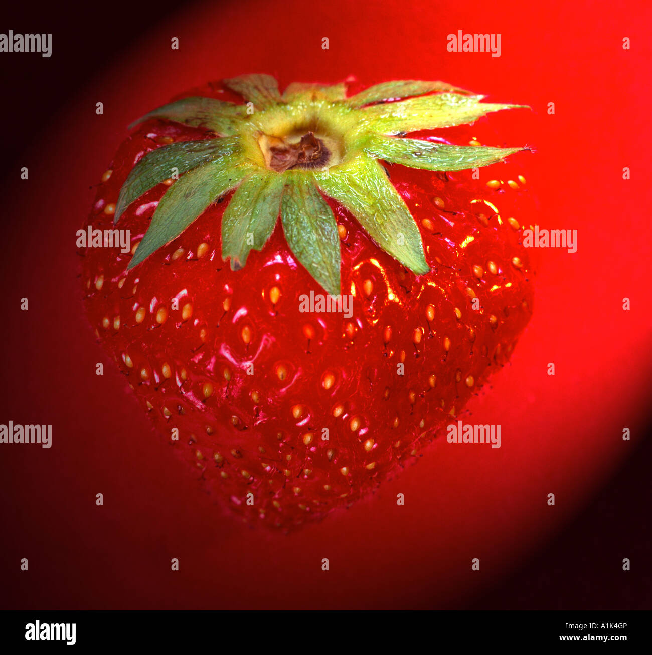 Strawberry fruits on plant hi-res stock photography and images - Alamy