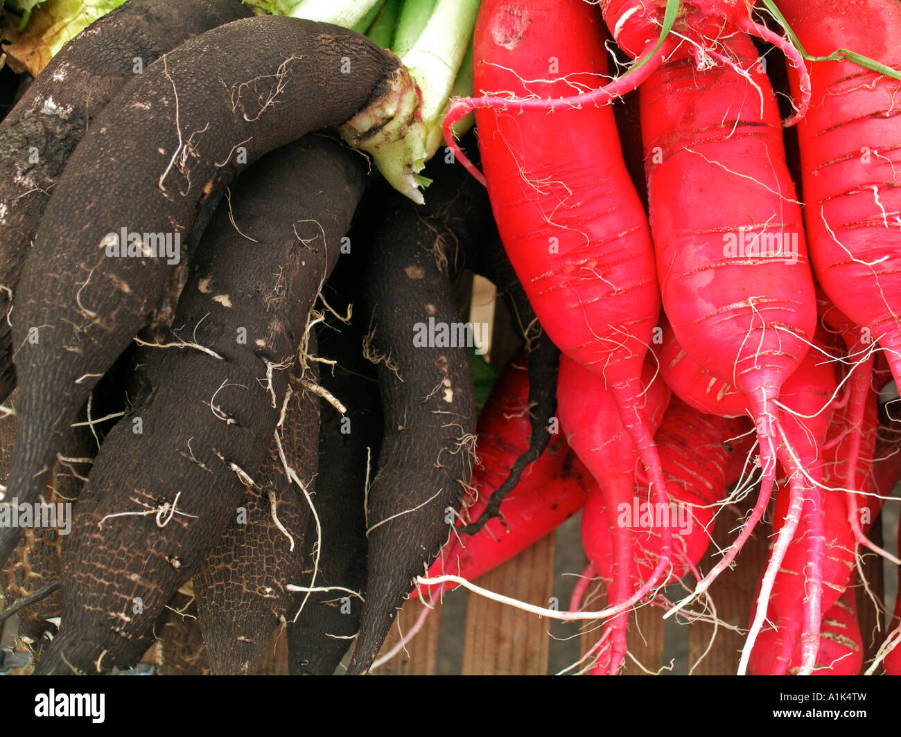 black and red radishes Stock Photo Alamy
