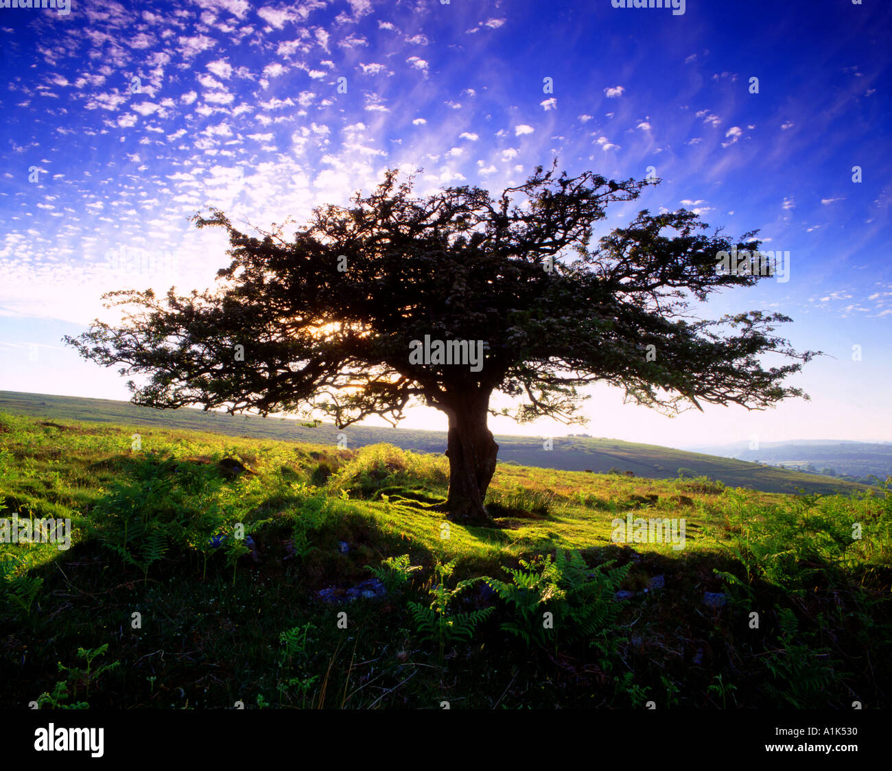 Hawthorn tree on Holne Moor Dartmoor Devon UK Stock Photo Alamy